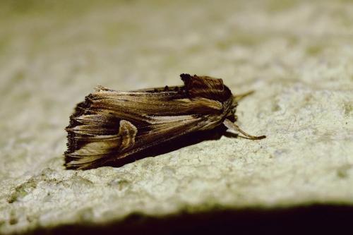 Actinotia polyodon